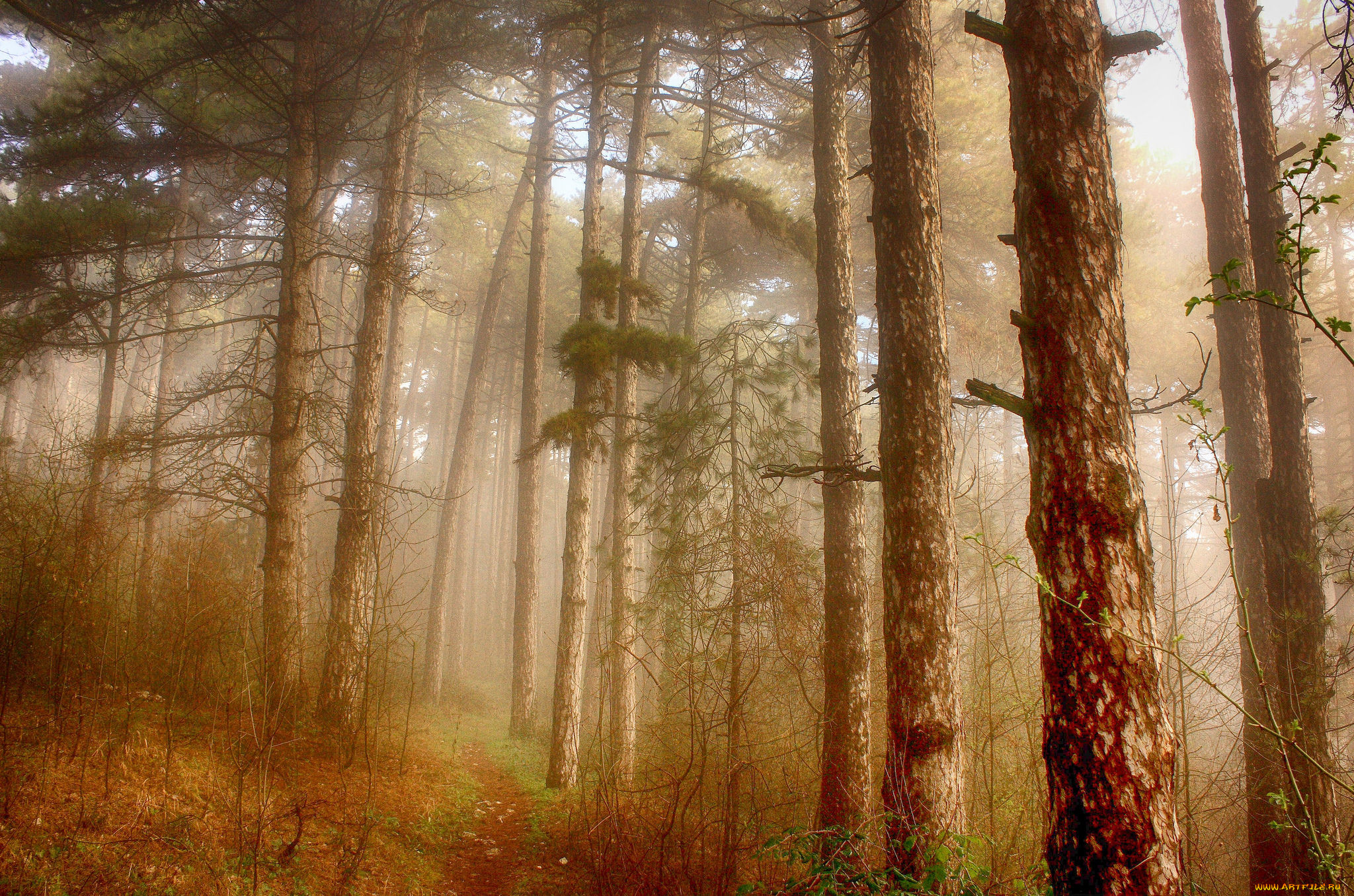 Туманный хвойный лес